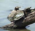 Guy Fanguy - Artist - Animals - Louisiana - Native Animals (30).jpg Size: 54732 - 2